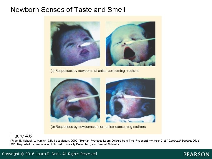 Newborn Senses of Taste and Smell Figure 4. 6 (From B. Schaal, L. Marlier,