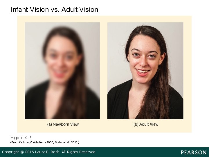 Infant Vision vs. Adult Vision Figure 4. 7 (From Kellman & Arterberry 2006; Slater