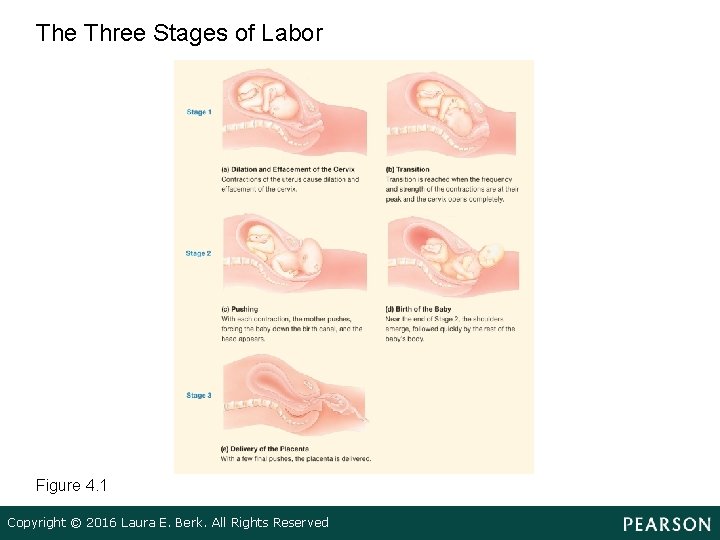 The Three Stages of Labor Figure 4. 1 Copyright © 2016 Laura E. Berk.