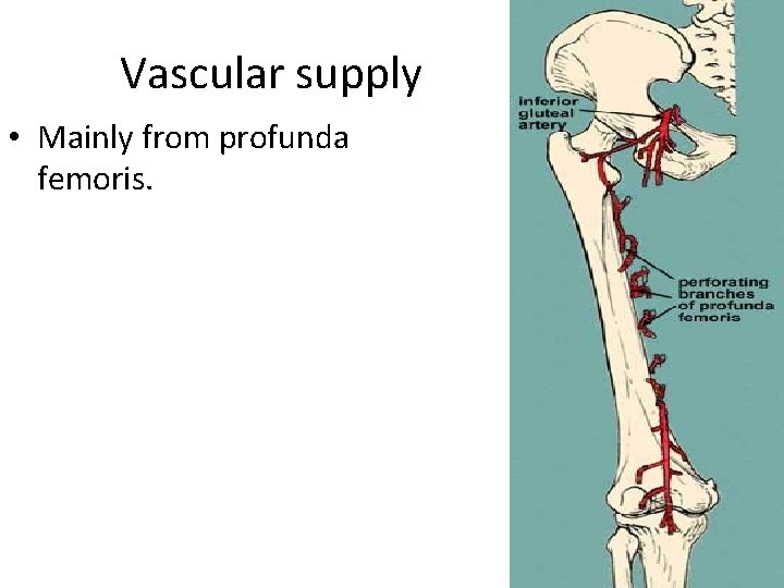 Vascular supply • Mainly from profunda femoris. 