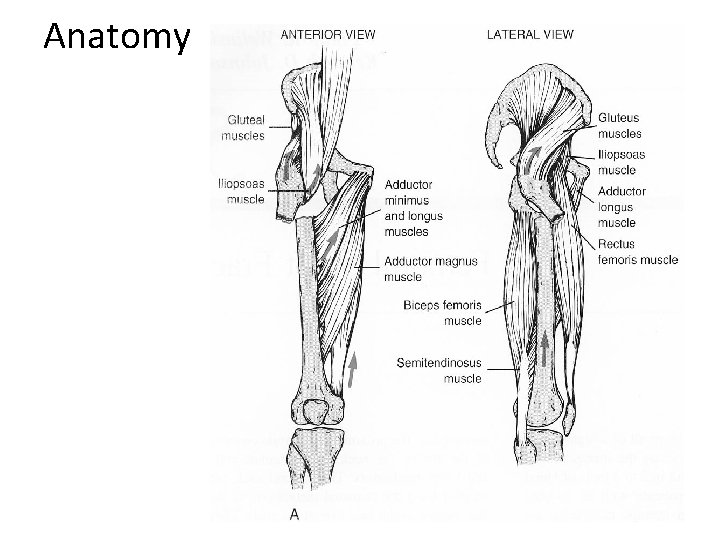 Anatomy 
