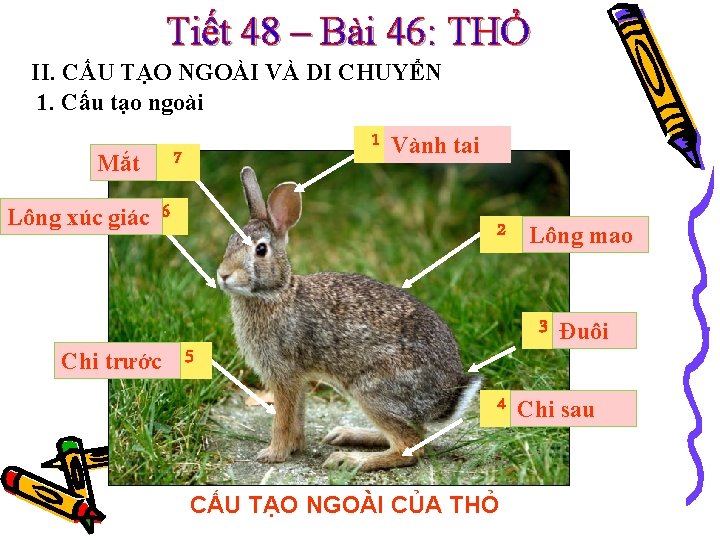 Tiết 48 – Bài 46: THỎ II. CẤU TẠO NGOÀI VÀ DI CHUYỂN 1.