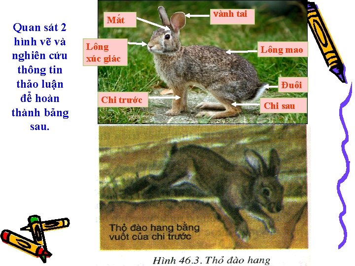 Quan sát 2 hình vẽ và nghiên cứu thông tin thảo luận để hoàn