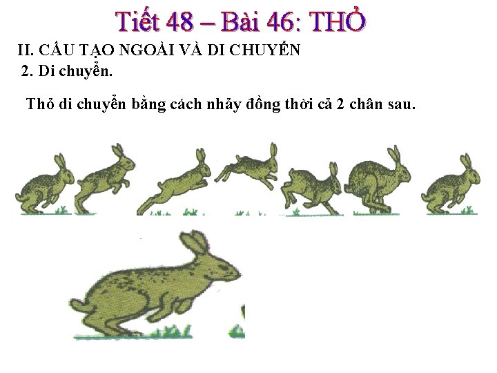 Tiết 48 – Bài 46: THỎ II. CẤU TẠO NGOÀI VÀ DI CHUYỂN 2.