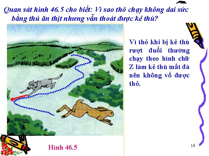 Quan sát hình 46. 5 cho biết: Vì sao thỏ chạy không dai sức