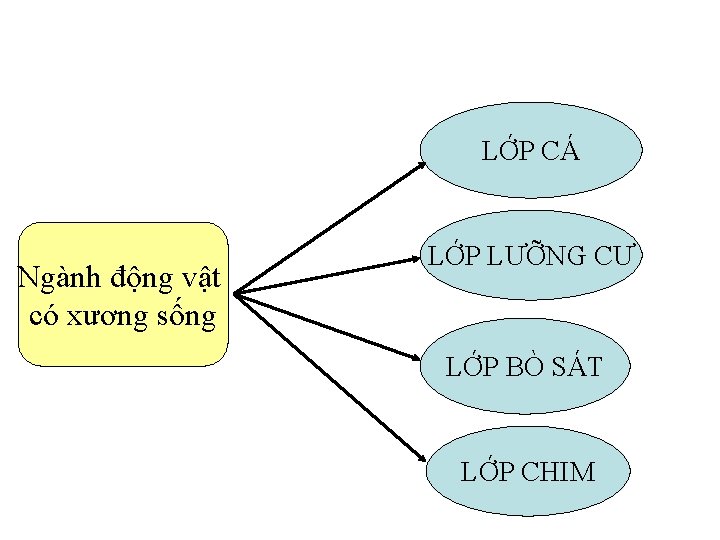 LỚP CÁ Ngành động vật có xương sống LỚP LƯỠNG CƯ LỚP BÒ SÁT