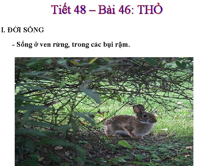 Tiết 48 – Bài 46: THỎ I. ĐỜI SỐNG - Sống ở ven rừng,