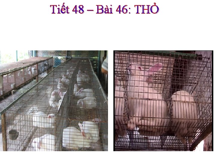 Tiết 48 – Bài 46: THỎ 