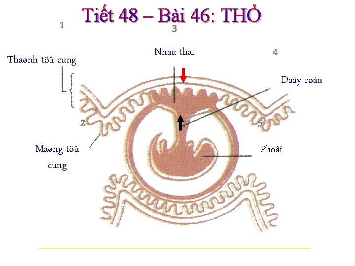 1 Tiết 48 – Bài 46: THỎ 3 Nhau thai Thaønh töû cung 4