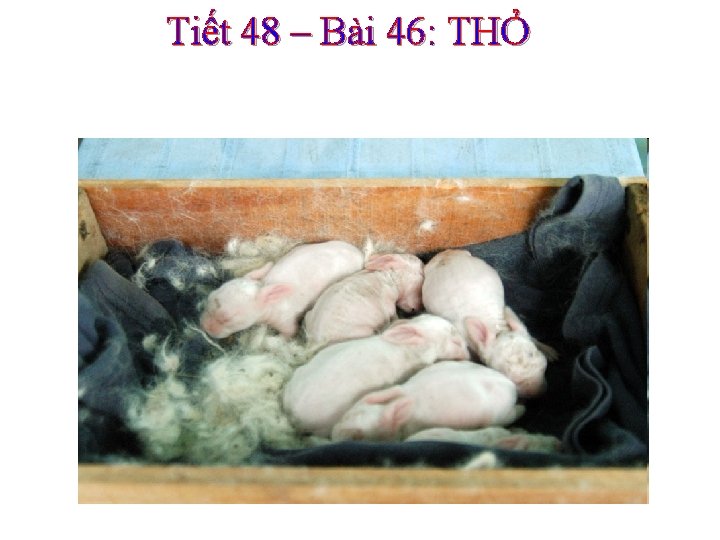 Tiết 48 – Bài 46: THỎ 