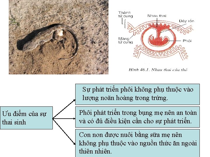 Sự phát triển phôi không phụ thuộc vào lượng noãn hoàng trong trứng. Ưu