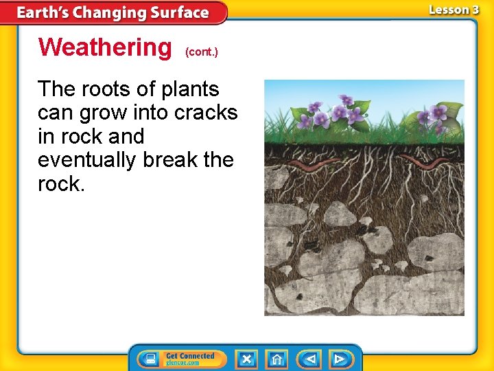 Weathering (cont. ) The roots of plants can grow into cracks in rock and