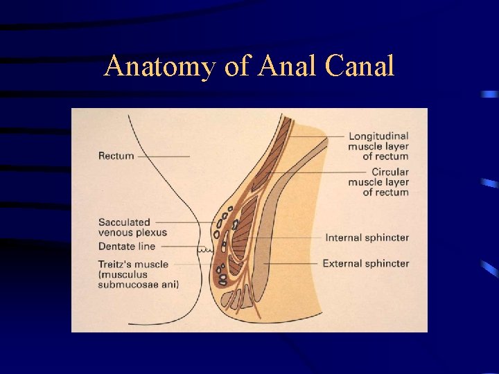 Anatomy of Anal Canal 