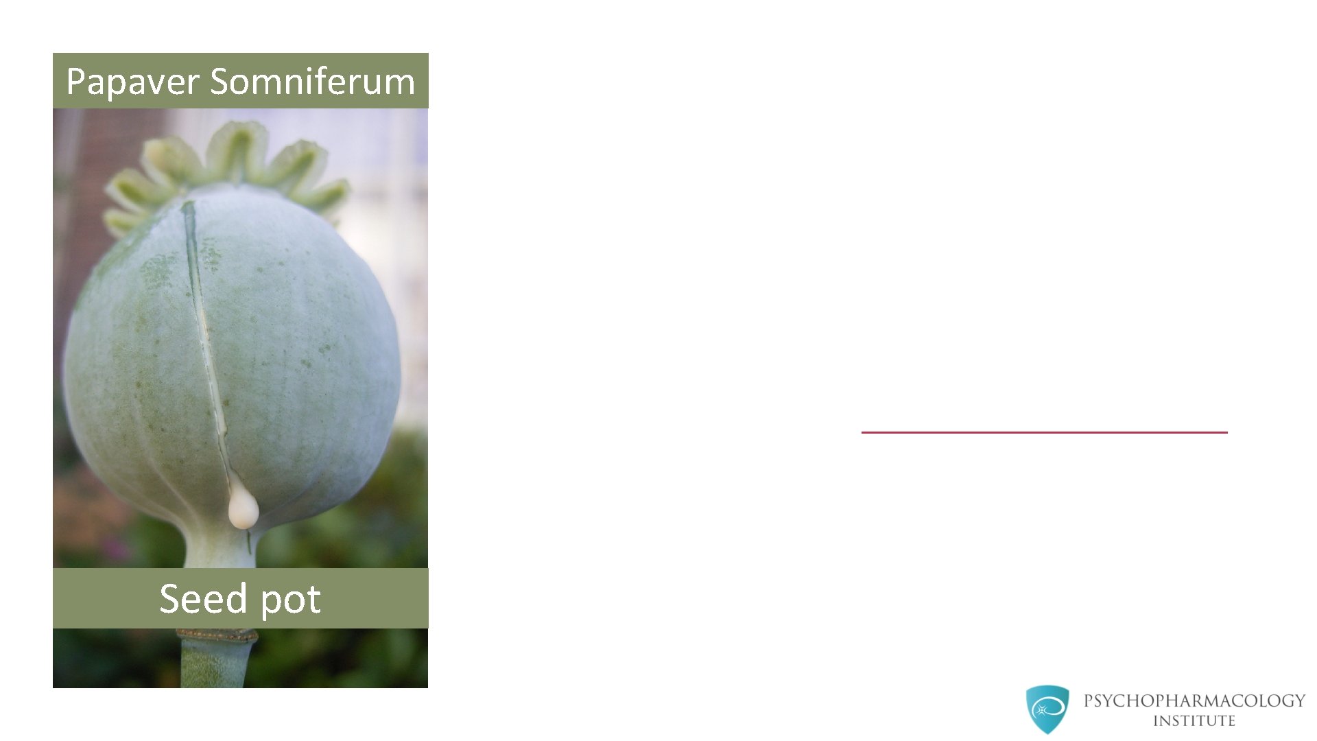 Papaver Somniferum Seed pot 
