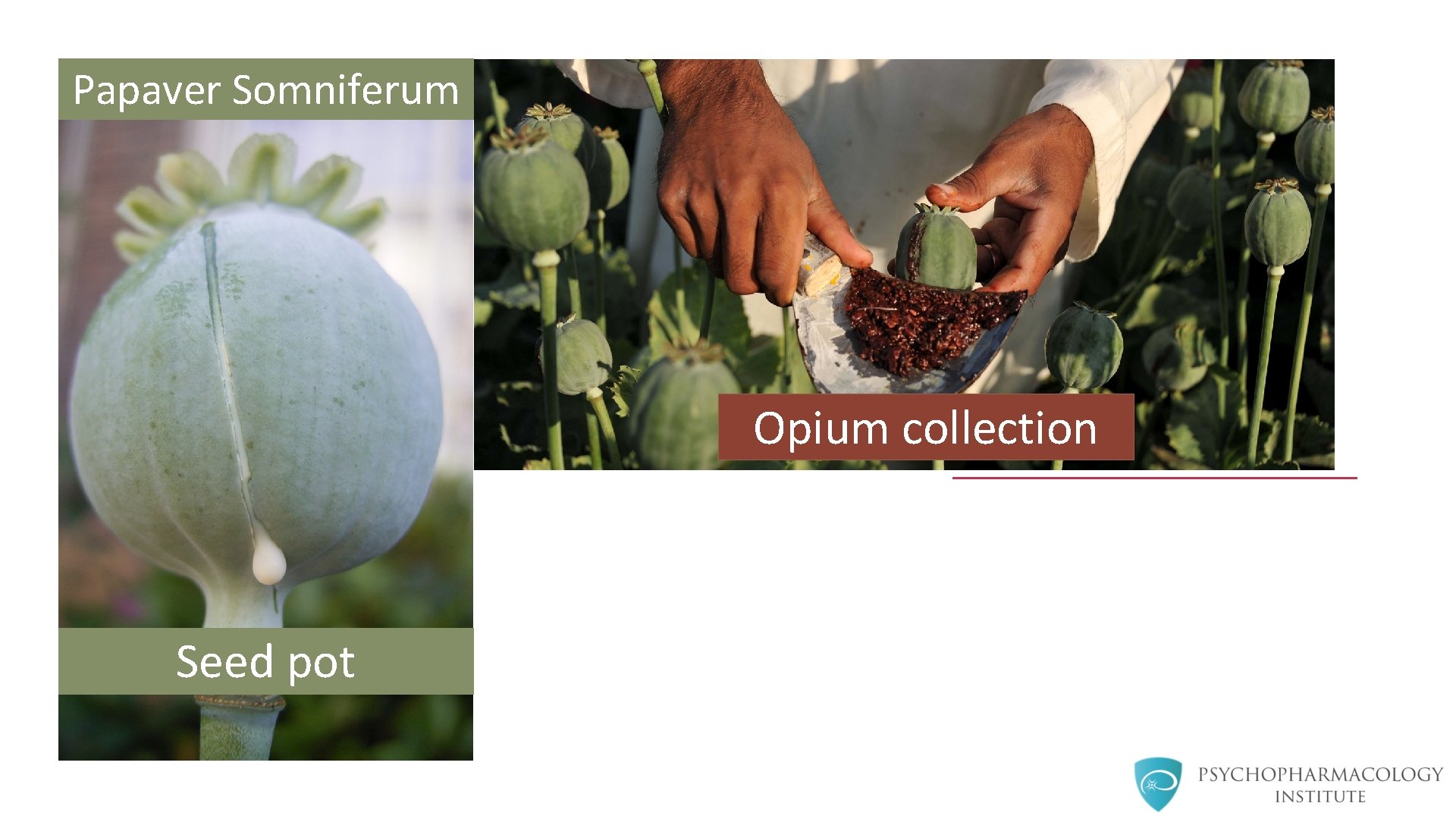 Papaver Somniferum Opium collection Seed pot 
