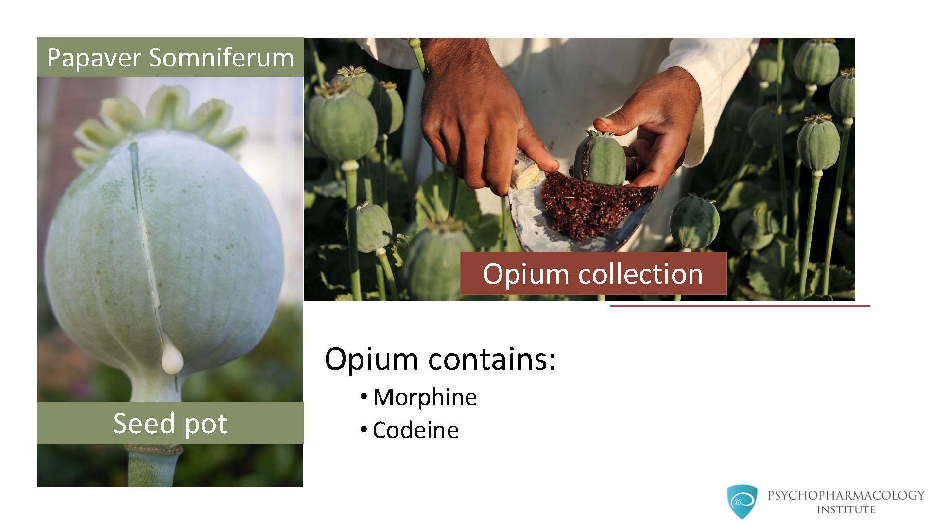 Papaver Somniferum Opium collection Opium contains: Seed pot • Morphine • Codeine 