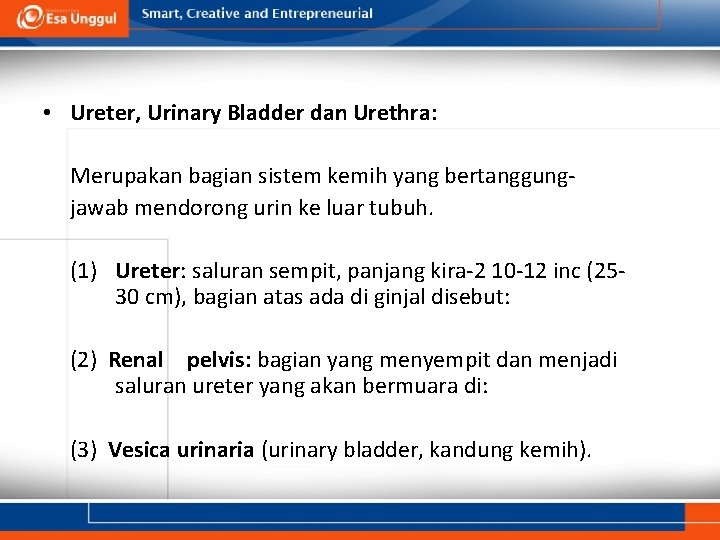  • Ureter, Urinary Bladder dan Urethra: Merupakan bagian sistem kemih yang bertanggungjawab mendorong
