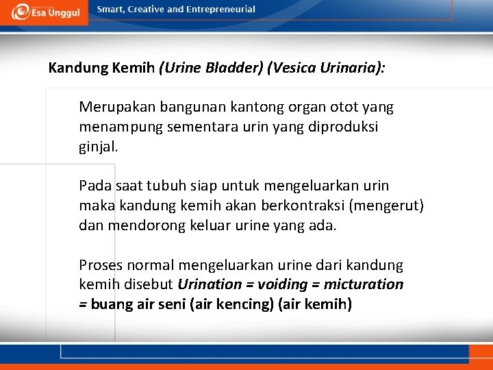 Kandung Kemih (Urine Bladder) (Vesica Urinaria): Merupakan bangunan kantong organ otot yang menampung sementara