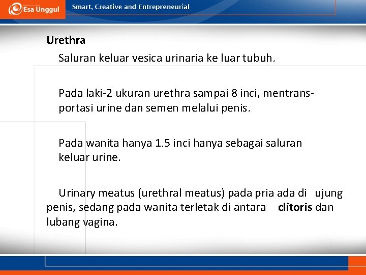 Urethra Saluran keluar vesica urinaria ke luar tubuh. Pada laki-2 ukuran urethra sampai 8