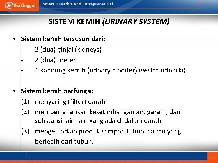 SISTEM KEMIH (URINARY SYSTEM) • Sistem kemih tersusun dari: 2 (dua) ginjal (kidneys) 2