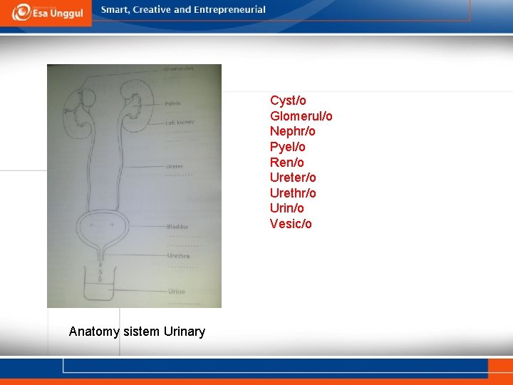 Cyst/o Glomerul/o Nephr/o Pyel/o Ren/o Ureter/o Urethr/o Urin/o Vesic/o Anatomy sistem Urinary 