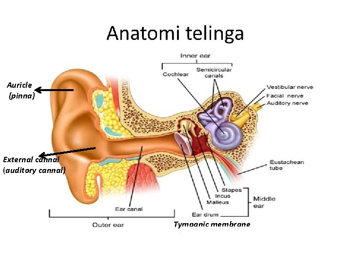 Auricle (pinna) External cannal (auditory cannal) Tympanic. . membrane Auricle (pinna) External cannal (auditory cannal) Tympanic. . membrane
