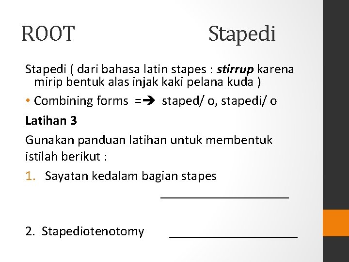 ROOT Stapedi ( dari bahasa latin stapes : stirrup karena mirip bentuk alas injak ROOT Stapedi ( dari bahasa latin stapes : stirrup karena mirip bentuk alas injak