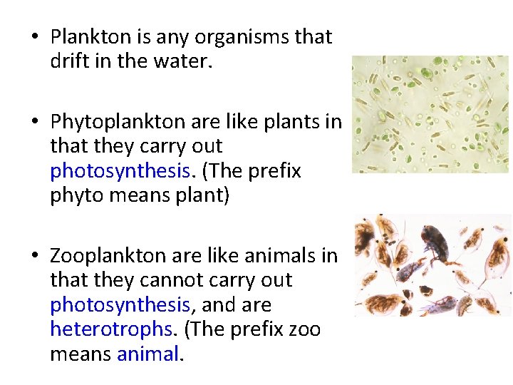  • Plankton is any organisms that drift in the water. • Phytoplankton are