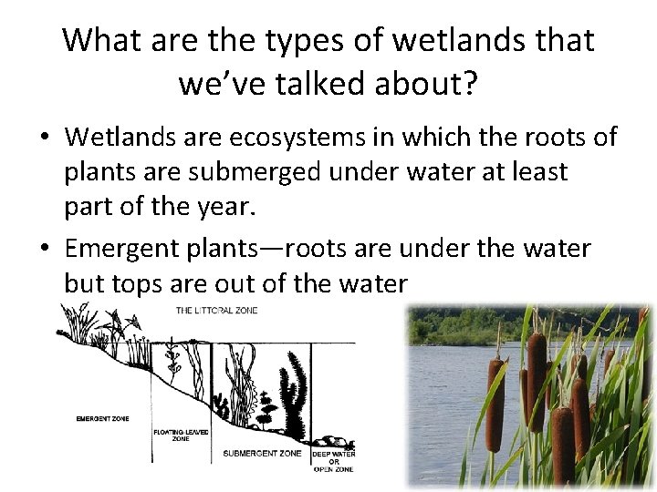 What are the types of wetlands that we’ve talked about? • Wetlands are ecosystems