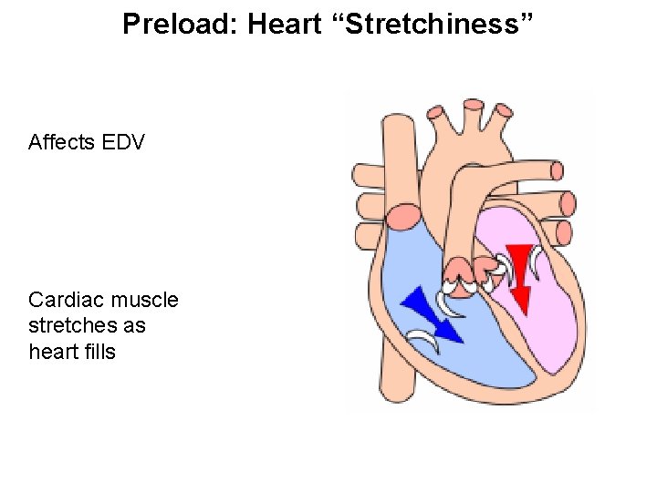 Preload: Heart “Stretchiness” Affects EDV Cardiac muscle stretches as heart fills 