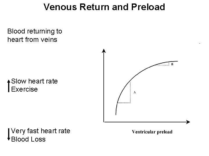 Venous Return and Preload Blood returning to heart from veins Slow heart rate Exercise