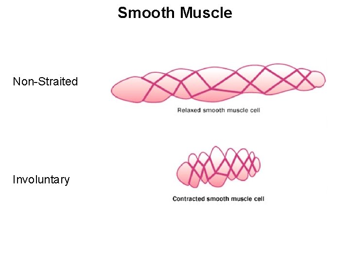 Smooth Muscle Non-Straited Involuntary 