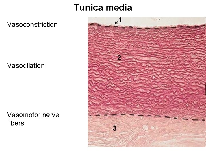 Tunica media Vasoconstriction Vasodilation Vasomotor nerve fibers 