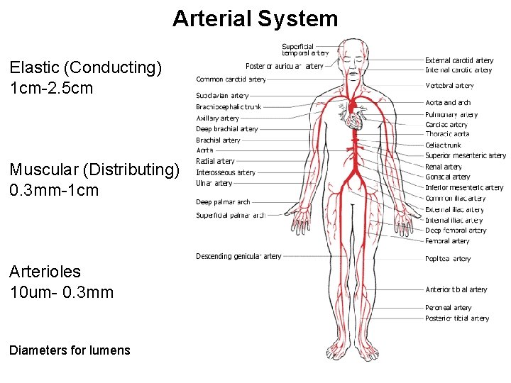 Arterial System Elastic (Conducting) 1 cm-2. 5 cm Muscular (Distributing) 0. 3 mm-1 cm
