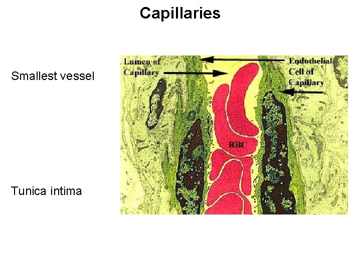 Capillaries Smallest vessel Tunica intima 