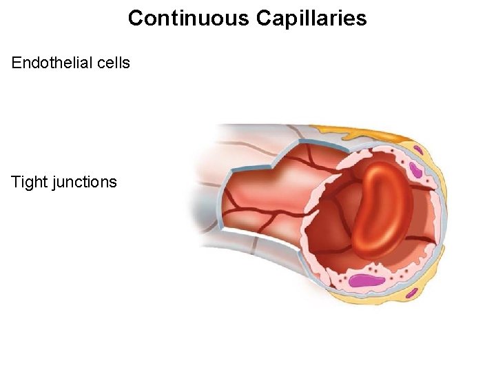 Continuous Capillaries Endothelial cells Tight junctions 