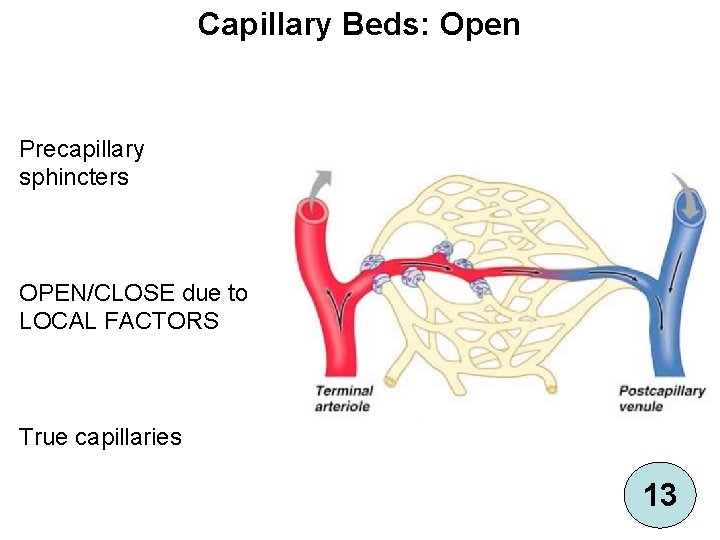 Capillary Beds: Open Precapillary sphincters OPEN/CLOSE due to LOCAL FACTORS True capillaries 13 