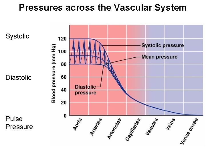 Pressures across the Vascular System Systolic Diastolic Pulse Pressure 