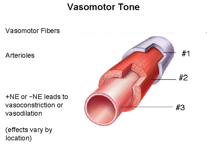 Vasomotor Tone Vasomotor Fibers Arterioles +NE or –NE leads to vasoconstriction or vasodilation (effects