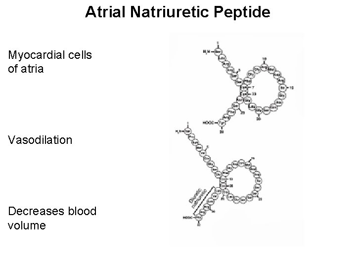 Atrial Natriuretic Peptide Myocardial cells of atria Vasodilation Decreases blood volume 