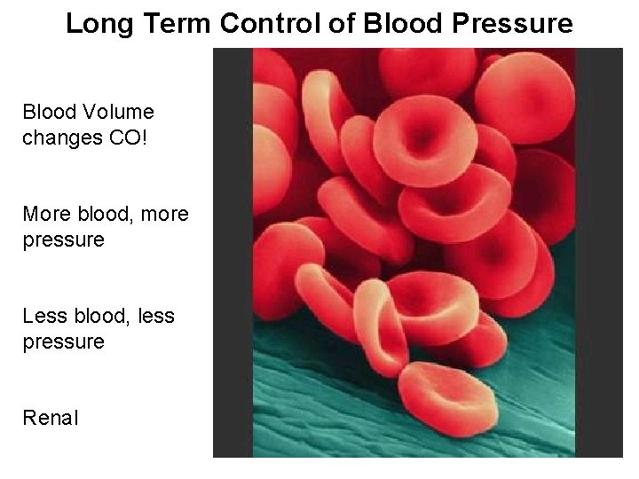 Long Term Control of Blood Pressure Blood Volume changes CO! More blood, more pressure