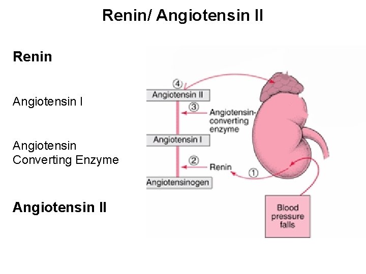 Renin/ Angiotensin II Renin Angiotensin I Angiotensin Converting Enzyme Angiotensin II 