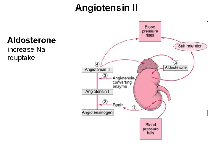 Angiotensin II Aldosterone increase Na reuptake 