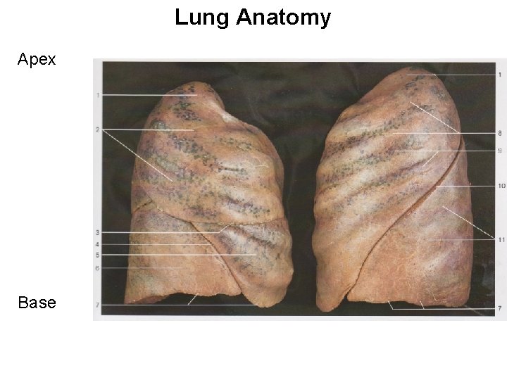 Lung Anatomy Apex Base 