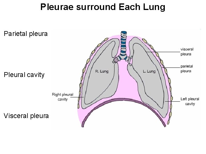 Pleurae surround Each Lung Parietal pleura Pleural cavity Visceral pleura 