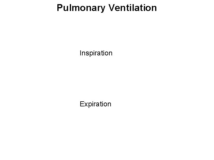 Pulmonary Ventilation Inspiration Expiration 