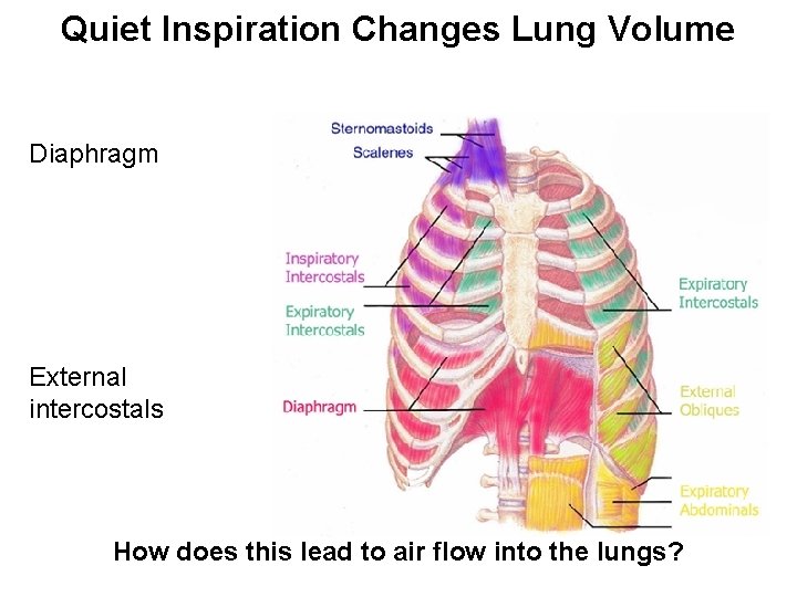 Quiet Inspiration Changes Lung Volume Diaphragm External intercostals How does this lead to air
