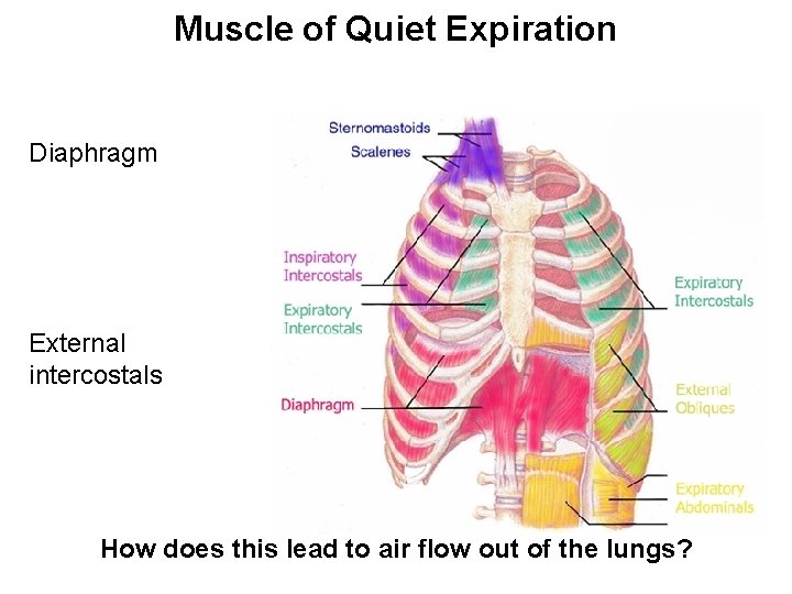 Muscle of Quiet Expiration Diaphragm External intercostals How does this lead to air flow