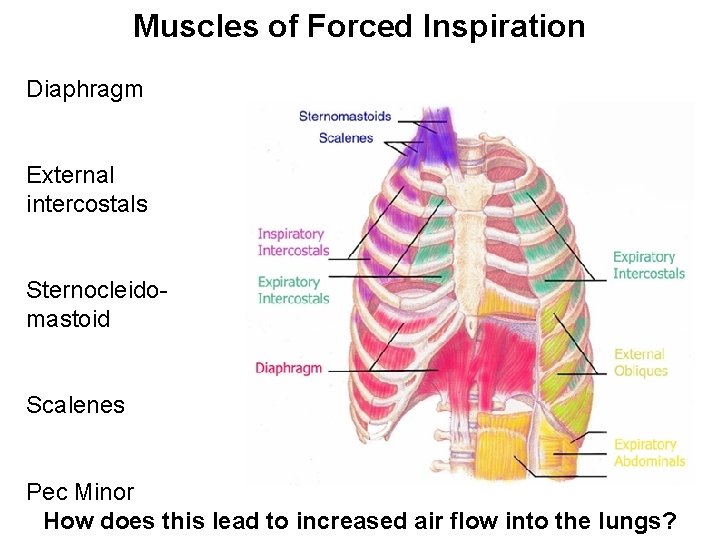 Muscles of Forced Inspiration Diaphragm External intercostals Sternocleidomastoid Scalenes Pec Minor How does this