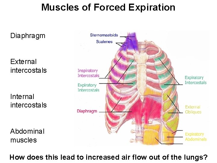 Muscles of Forced Expiration Diaphragm External intercostals Internal intercostals Abdominal muscles How does this